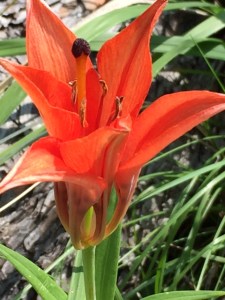 Unknown species, Custer State Park, South Dakota